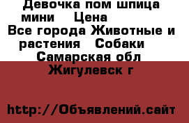 Девочка пом шпица мини  › Цена ­ 30 000 - Все города Животные и растения » Собаки   . Самарская обл.,Жигулевск г.